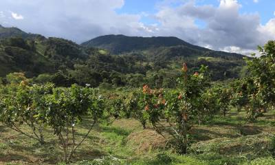 Ecuador, primer exportador de cacao de América, avanza en la trazabilidad / Foto: El Oriente