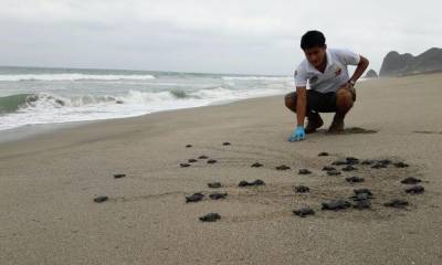 Más de 9.000 tortugas marinas golfina nacieron en Las Palmas –  foto EFE