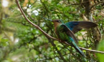 APORTE. Aves de diferentes colores y tamaños forman parte del territorio ecuatoriano. Foto: La Hora