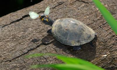 Yasuní: un referente para la conservación de las tortugas charapas / Foto: cortesía ministerio de Ambiente