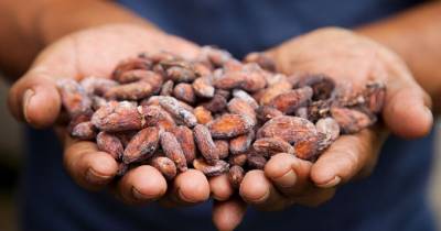 El precio del cacao se sitúa en $ 10.484 por tonelada / Foto: cortesía 