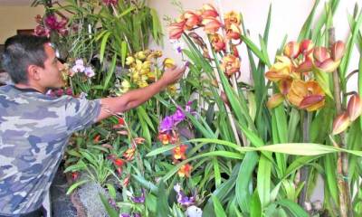 Festival. En este evento se expusieron alrededor de 50 variedades de orquíderas. Foto: La Hora