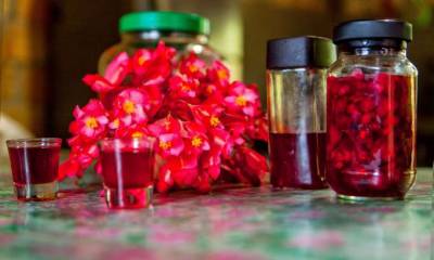 El licor con begonia goza de aceptación en Zamora Chinchipe. Tiene varias utilidades y beneficios. Foto: La Hora
