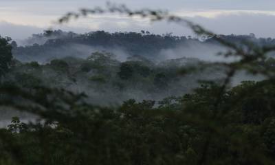 A nivel de ecosistemas, el mayor número de KBA identificadas corresponde a bosques de montaña / Foto: El Oriente 