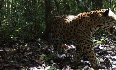 WWF lanza una estrategia continental para proteger al jaguar / Foto: EFE