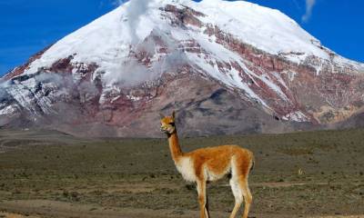 El Volcán Chimborazo, nevado importante de la Sierra del Ecuador, que llega hasta una elevación de 6263 msnm; constituye una fuente importante de agua. Fuente: El País, 2016