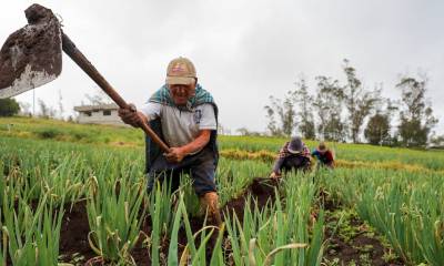 El Gobierno destina más de $ 14 millones en ayudas a 20.000 agricultores / Foto: EFE