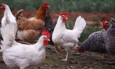 Dos millones de aves serán vacunadas contra la influenza aviar / Foto: EFE