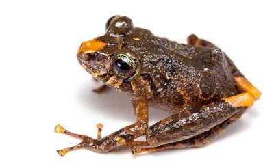 Dentro de Ecuador, los bosques montanos amazónicos son la región con mayor riqueza de especies y donde se han descubierto la mayoría de Pristimantis durante los últimos años / Foto: cortesía ministerio de Ambiente