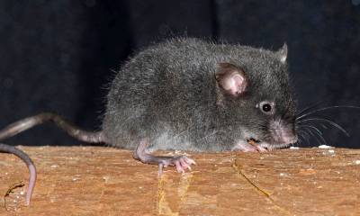 Dos especies de ratón fueron bautizadas con nombres de Carapaz y Dajomes