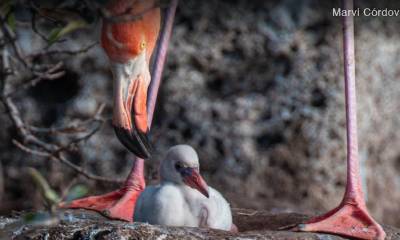 Los flamingos vuelven a anidar 20 años después en la isla Rábida / Foto: cortesía ministerio de Turismo