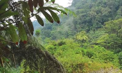 Esta zona protegida alberga especies en peligro de extinción, como el jaguar, el tigrillo y el mono aullador/ Foto: cortesía Sistema Nacional de Áreas Protegidas