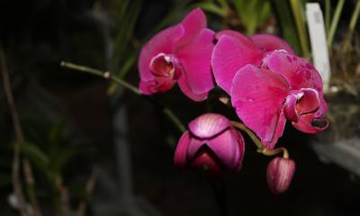 Orquídeas, un tesoro escondido en la Amazonía ecuatoriana / Fotos: El Oriente