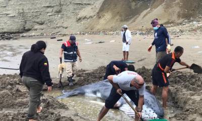 Rescatistas y voluntarios ayudan a ballena varada en Anconcito / Foto: cortesía Ministerio de Ambiente