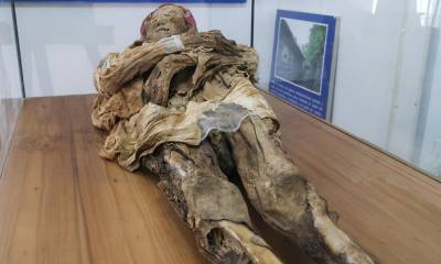 De 156 centímetros, con ancho de tórax de 36 centímetros y cabeza de 32 centímetros, la momia fue hallada en 1949 mientras se removían los escombros de un terremoto / Foto: EFE