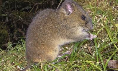 Nueva especie de ratón andino en el Parque Nacional Sangay fue descrita / Foto: cortesía revista científica Vertebrate Zoology