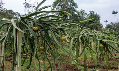 En Palora, aproximadamente 4.500 hectáreas de cultivo de pitahaya amarilla dan vida a un floreciente sector agrícola / Foto: El Oriente 