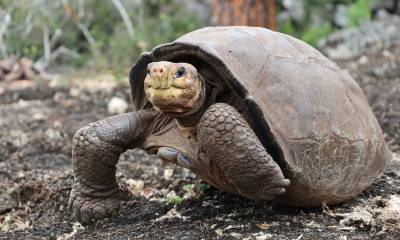 A la deshabitada y agreste isla Fernandina, esperan llegar con ese propósito científicos de la organización Galápagos Conservancy y guardaparques del Parque Nacional Galápagos / Foto: EFE