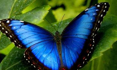 La disminución de los polinizadores plantea una amenaza significativa para la biodiversidad / Foto: cortesía Bamboo Lodge