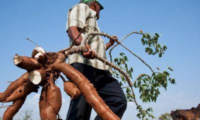 La yuca proporciona grandes beneficios nutricionales en la alimentación diaria. Foto: BBC