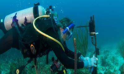 Los científicos concluyeron que los hidrófonos combinados con la IA son una potente herramienta para vigilar la abundancia de peces en el ecosistema/ Foto: Cortesía EFE