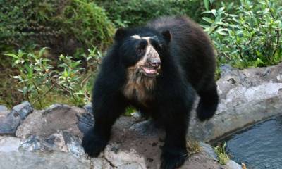 Yaya y Yachak son algunos de los apelativos que se da al afamado oso de anteojos, o Ucumari, que es considerado el “rey de la fauna andina”.  Foto: El Telégrafo