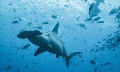 Por primera vez se registra la migración de un tiburón martillo desde Galápagos hasta Costa Rica / Foto: Cortesía del Ministerio de Ambiente
