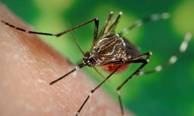 Al año se producen en el planeta unos 700 millones de infecciones por picaduras de mosquitos. Casi un millón deriva en la muerte de la persona, "en la mayoría de los casos por malaria" / Foto: EFE