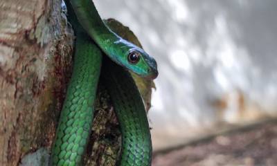 La liberación se produjo luego de que cumplieron con todos los protocolos de valoración veterinaria en el zoológico municipal Coca Zoo / Foto: cortesía ministerio de Ambiente