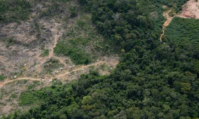 "El tráfico de drogas puede provocar deforestación de manera directa e indirecta", resalta el documento elaborado por la JIFE / Foto: cortesía WWF