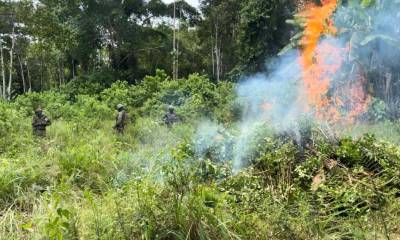 La plantación fue ubicada en el sector de Puerto Rodríguez, del cantón Putumayo / Foto: cortesía FF.AA.