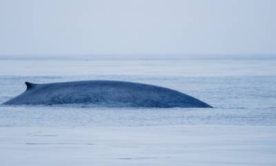"Más de 7.000 ballenas migran cada año a través de un tramo poco profundo frente a la costa de Ecuador" / Foto: cortesía Smithsonian 
