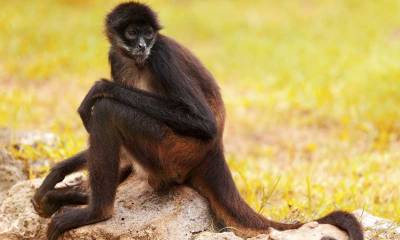 Mono araña, una de las cuatro especie de primate, más afectada por la cacería en Ecuador.