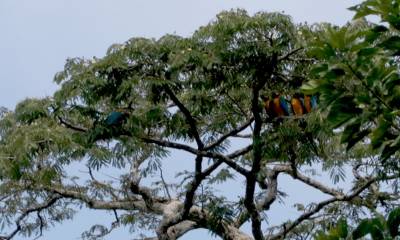 Reino Unido anuncia protección para hábitats de biodiversidad en el mundo, incluido Ecuador / Foto: El Oriente