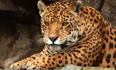 El "Plan de acción para la conservación del Jaguar" es una herramienta que busca garantizar la supervivencia del felino / Foto: cortesía Ministerio de Ambiente