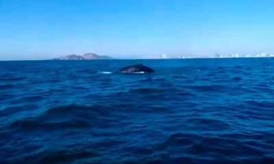 El ejemplar, de unos 18 metros de longitud, fue visto el pasado domingo 22 de enero en los alrededores de la Isla de la Plata / Foto: EFE