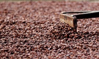 El cacao, de materia prima a agente de conservación forestal / Foto: EFE