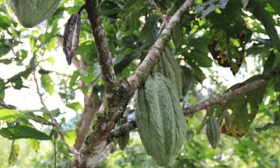 El cacao de Ecuador ya se ubica tercero a nivel mundial / Foto: El Oriente