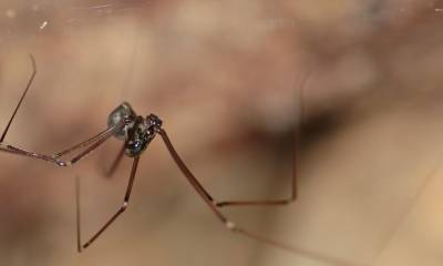4 nuevas especies de arañas fueron registradas en Napo y Pastaza / Foto: Cortesía