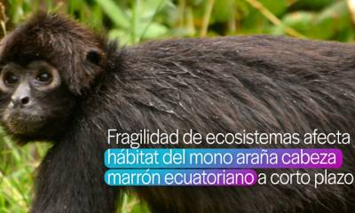 Fragilidad de los ecosistemas afectará el hábitat del mono araña de cabeza marrón ecuatoriano / Foto: Cortesía INABIO