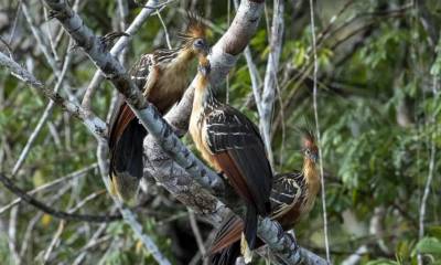 Aves en el Parque Yasuní, Ecuador / Foto: EFE