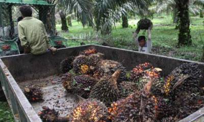 La principal actividad en Esmeraldas es la agrícola, con un peso del 23%. Destaca la producción de palma. Foto: El Comercio