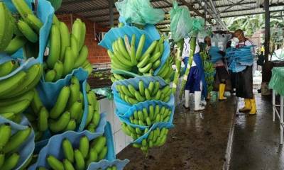 Bananeros piden auxilio ante colapso de ventas a Rusia y Ucrania / Foto: Google Images