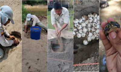 742 huevos de tortuga charapa fueron recolectados en el Yasuní. / Foto: Cortesía Ministerio de Ambiente