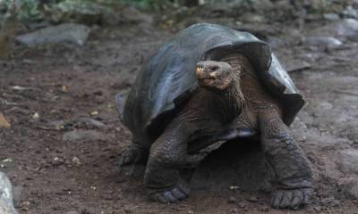 Especie de tortuga gigante fue descubierta en Galápagos / Foto: cortesía ministerio de Ambiente