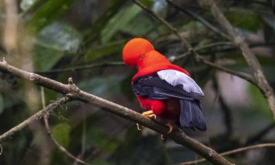 Prácticamente una tercera parte de las 1.670 especies de aves que habitan en Ecuador pueden verse en su capital y en sus parroquias rurales aledañas / Foto: EFE