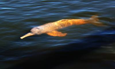 El delfín rosado de río (Inia araguaiaensis), nativo de la cuenca del Araguaia (Brasil,) fue descubierto en 2014.  Foto: La Hora