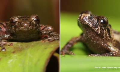 Dos nuevas especies de ranas fueron descubiertas en el Corredor Ecológico Llanganates-Sangay / Foto: cortesía Ministerio de Ambiente