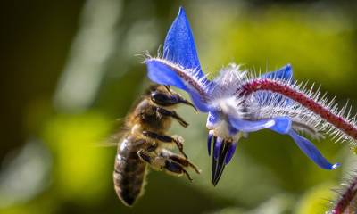 El 75 % de los cultivos de alimentos dependen de la polinización de insectos como las abejas / Foto: EFE