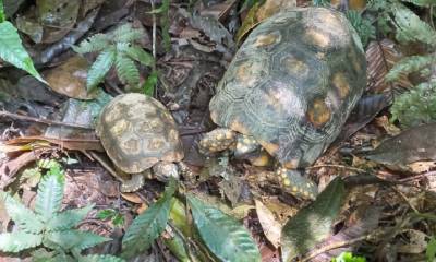 15 tortugas fueron devueltas a su hábitat natural del Parque Nacional Yasuní / Foto: Cortesía del Ministerio de Ambiente
